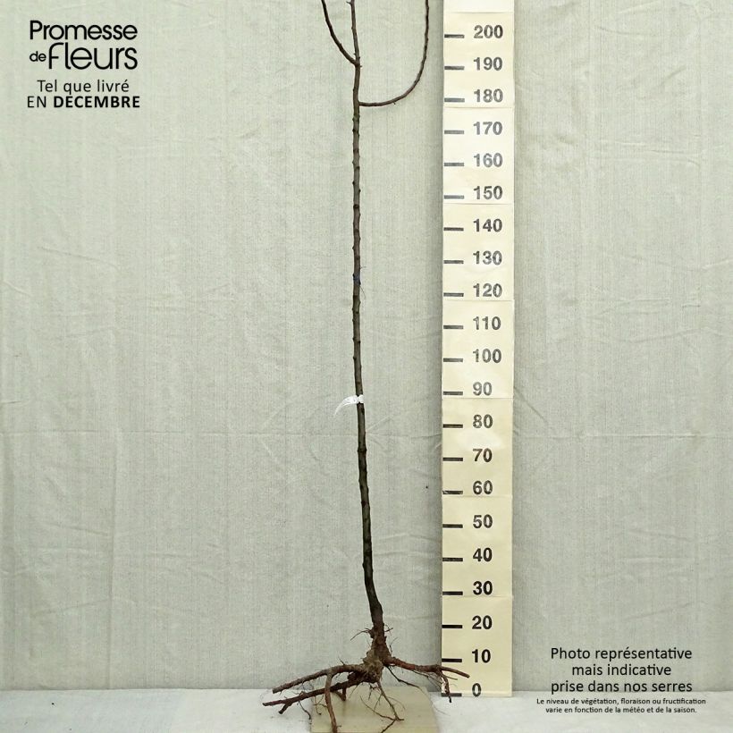 Amostra de Pommier d'ornement - Malus Golden Hornet Raízes nuas tal como entregue no inverno