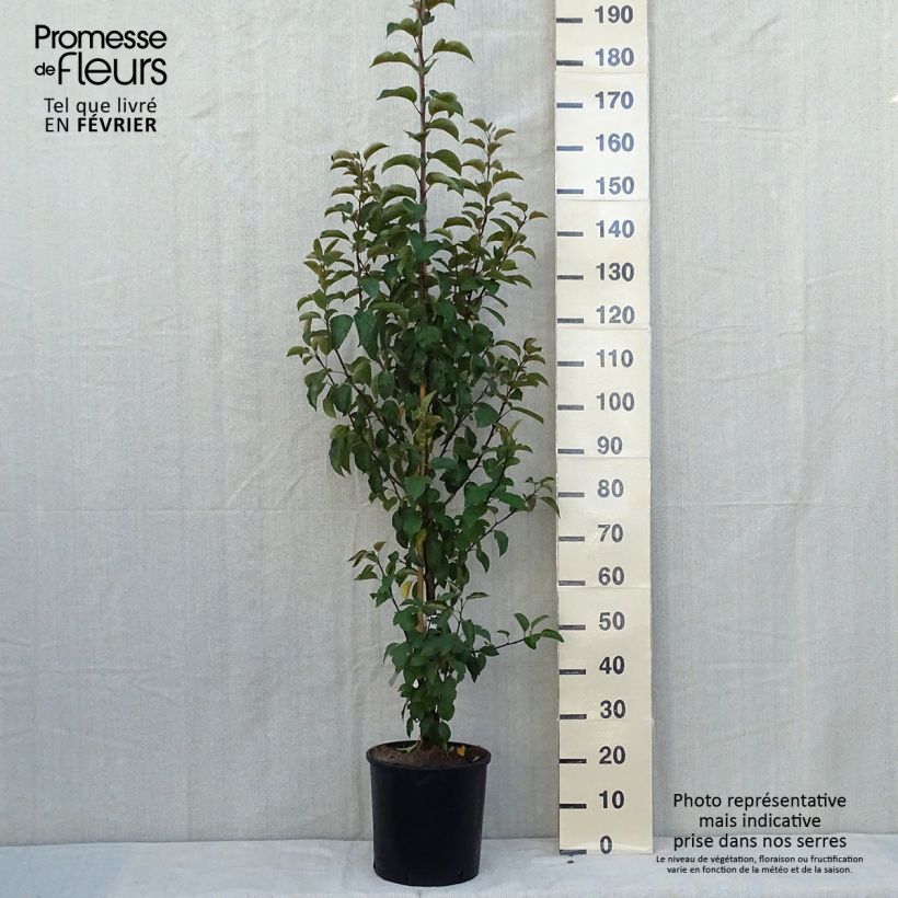 Amostra de Malus Evereste Perpetu Vaso de 6 L/7 L, Arbusto tal como entregue no outono