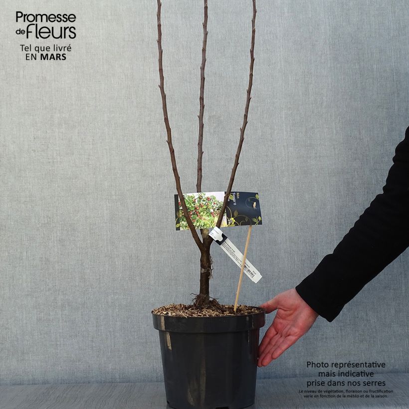 Amostra de Malus Evereste Perpetu Vaso de 7,5 L/10 L tal como entregue no inverno