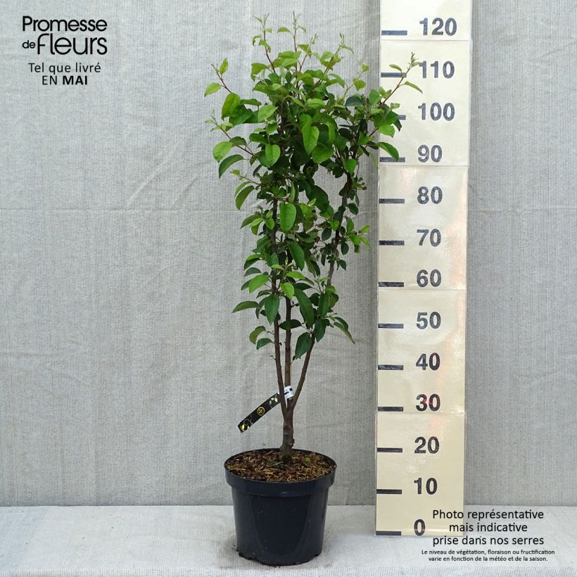 Amostra de Malus Evereste Perpetu Vaso de 7,5 L/10 L, Mini-haste tal como entregue na primavera
