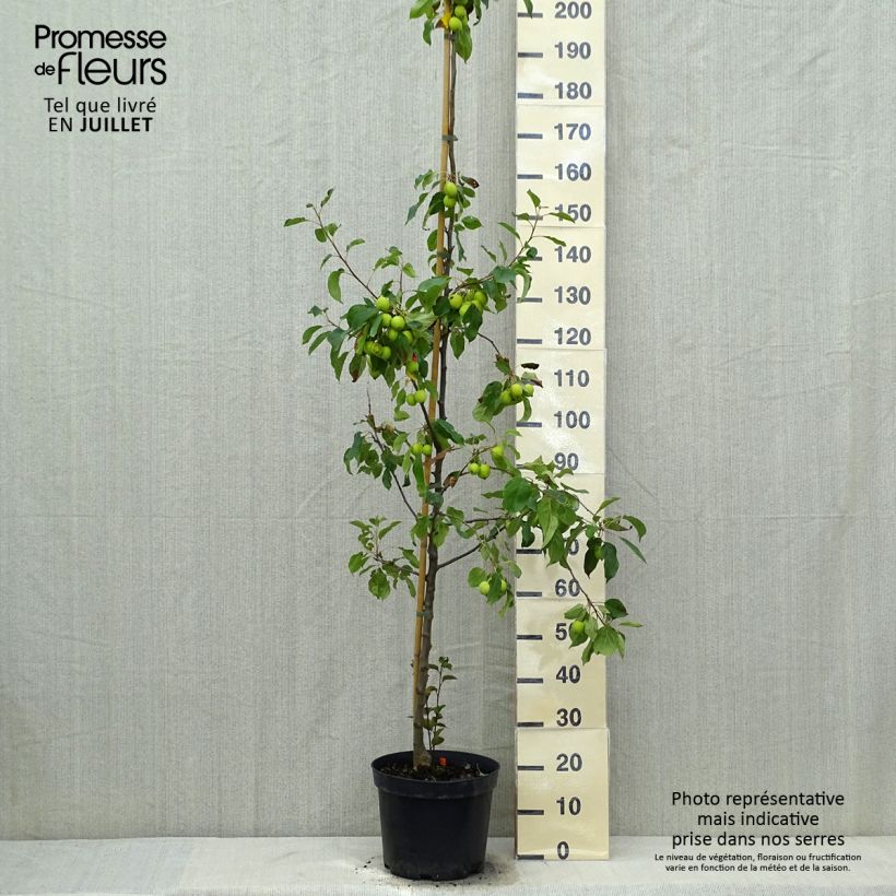 Amostra de Malus Evereste Perpetu Vaso de 6 L/7 L, Arbusto tal como entregue no verão