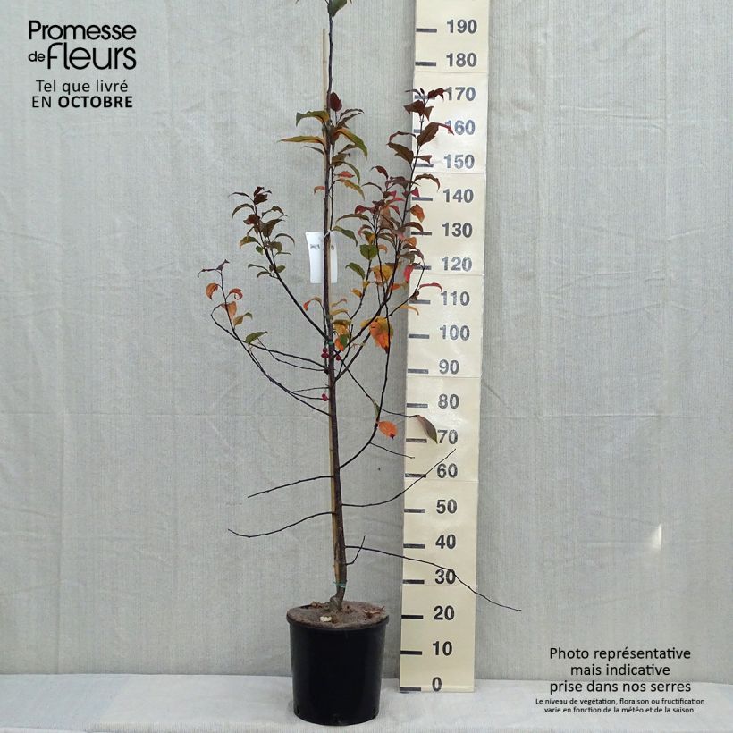 Amostra de Pommier d'ornement - Malus Prairiefire Pot de 12L/15L, Baliveau tal como entregue no outono