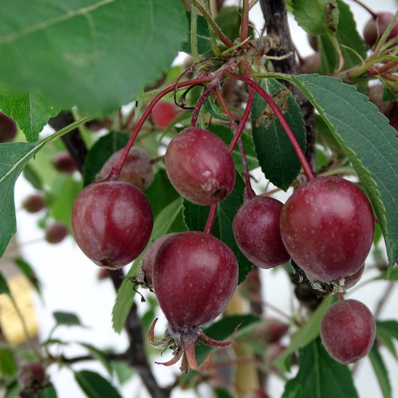 Malus Red Obelisk (Colheita)