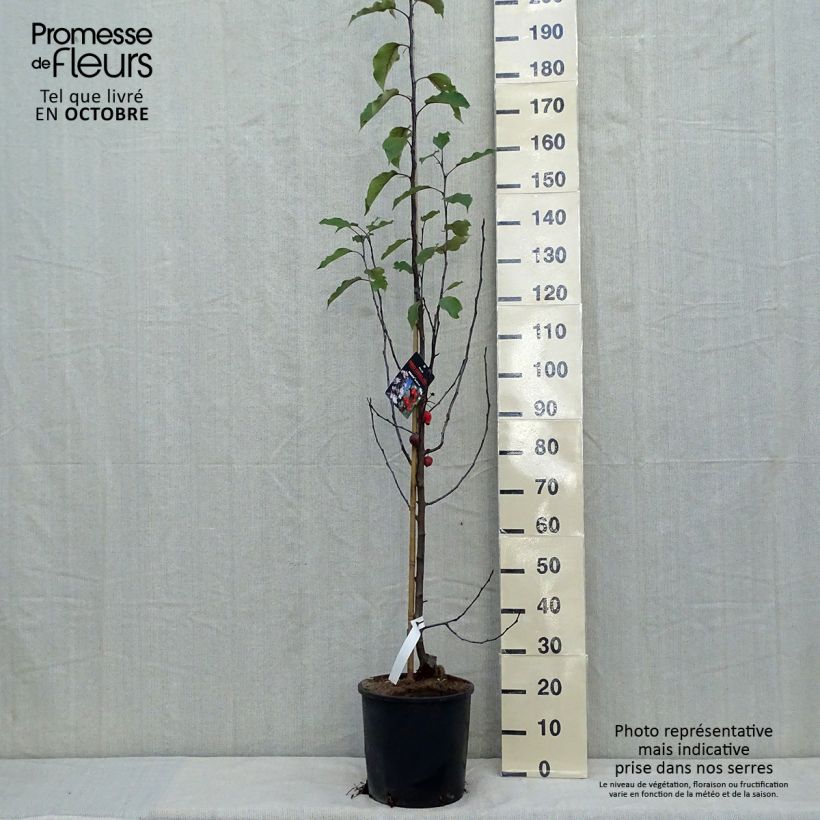 Amostra de Malus Red Obelisk - Macieira ornamental Vaso de 12 L/15 L tal como entregue no outono