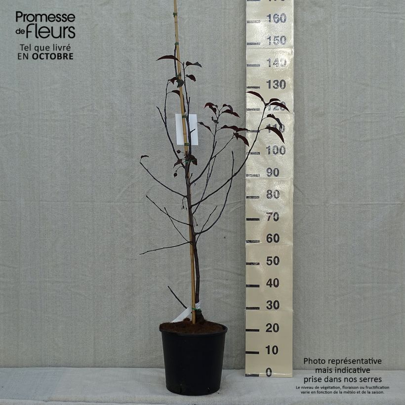 Amostra de Malus Royalty Vaso de 7,5 L/10 L tal como entregue no outono