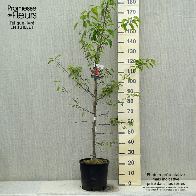 Amostra de Malus Sugar Tyme Vaso de 12 L/15 L, Haste tal como entregue no verão