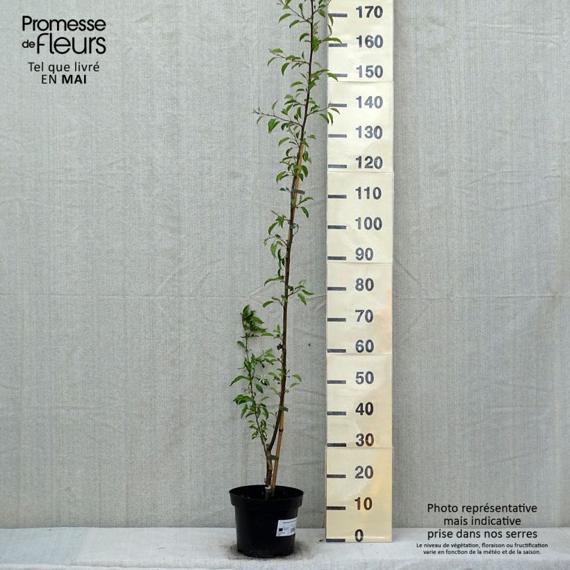 Amostra de Malus toringo Brouwers Beauty - Macieira ornamental Vaso de 4 L/5 L tal como entregue na primavera