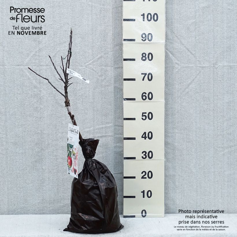Amostra de Macieira anã Croquella Georges Delbard - Malus domestica Torrão "Pronto a plantar", 1/4 de haste tal como entregue no outono