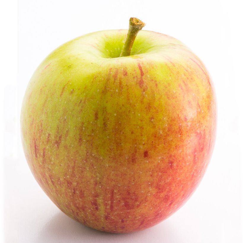 Macieira anã Delicado - Malus domestica (Colheita)