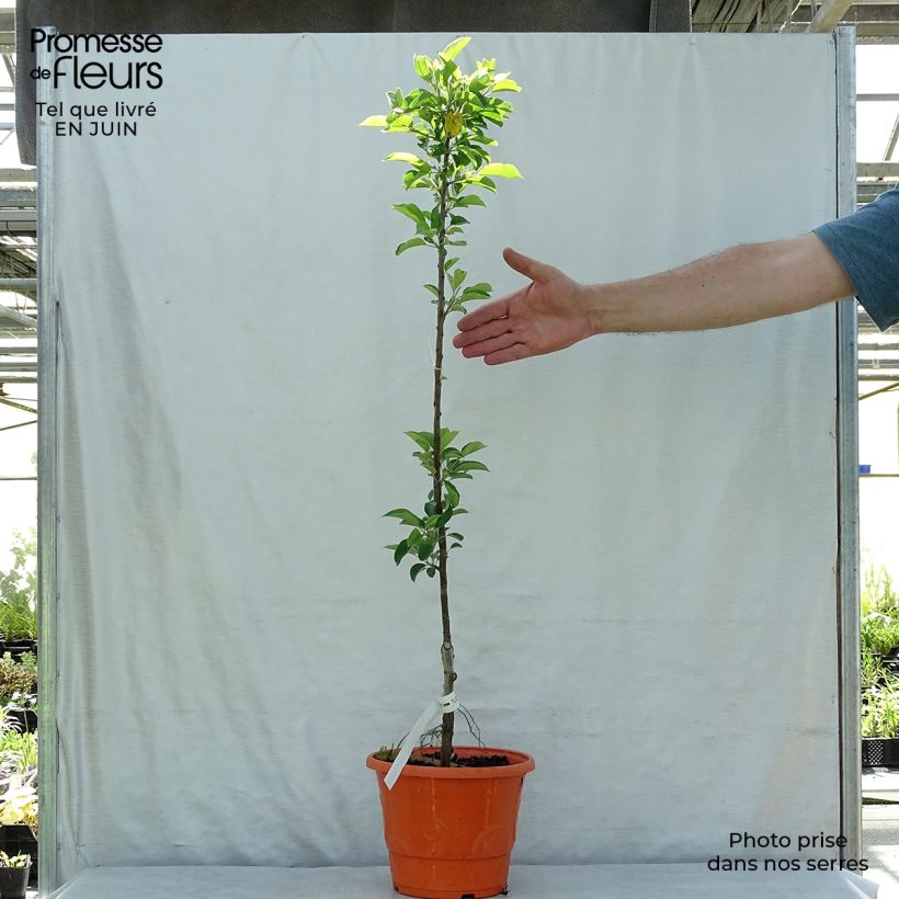 Amostra de Macieira anã Garden Sun Red - Malus domestica Vaso de 6 L/7 L, 1/4 de haste tal como entregue no verão
