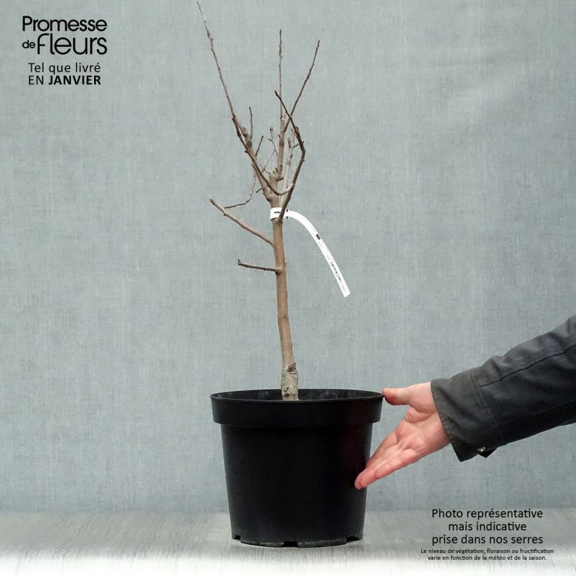 Amostra de Pommier nain Garden Sun Red Vaso de 6 L/7 L, Anão tal como entregue no inverno