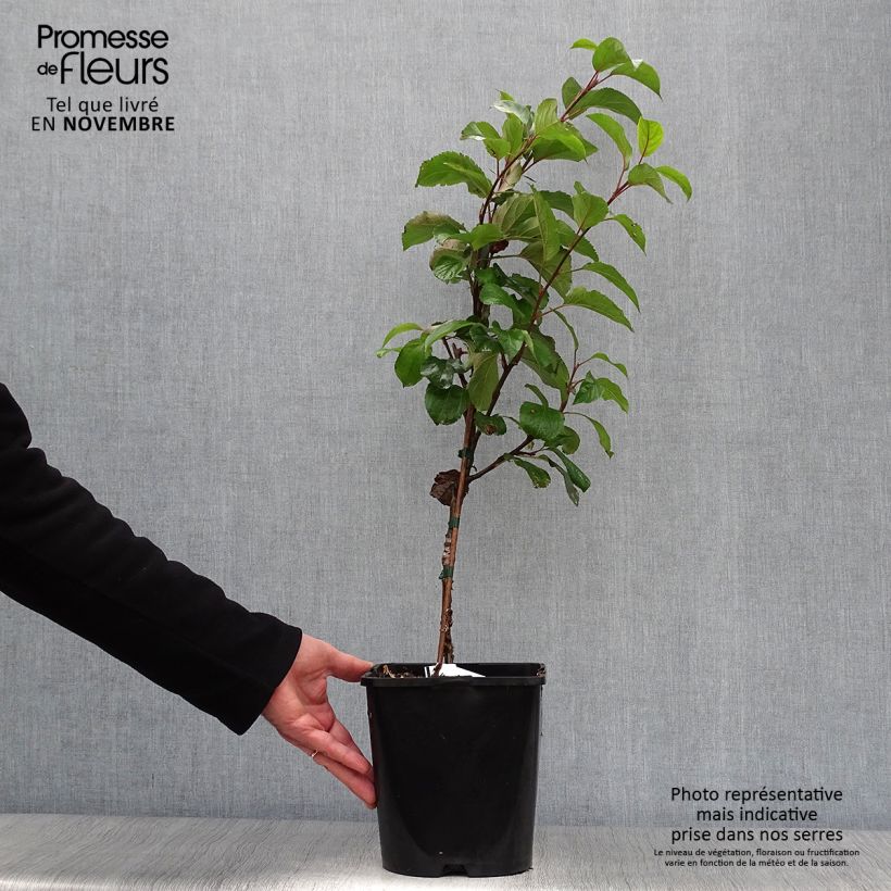Amostra de Macieira anã Fruit Me Apple Me Yellow Golden autofértil - Malus domestica Vaso de 4 L/5 L, Anão tal como entregue no outono