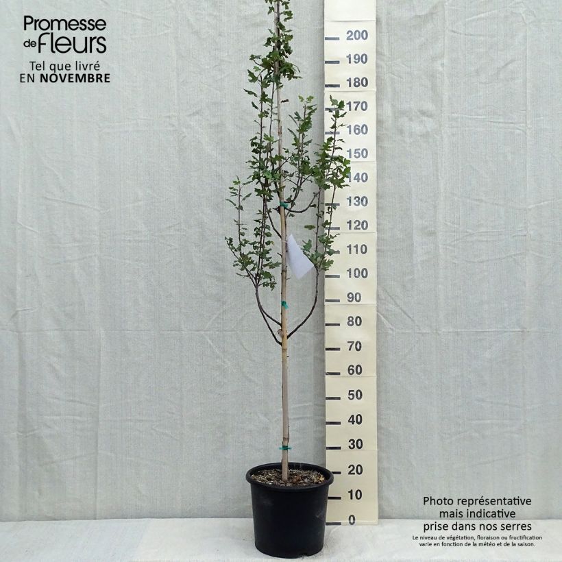 Amostra de Malus trilobata Vaso de 12 L/15 L tal como entregue no outono
