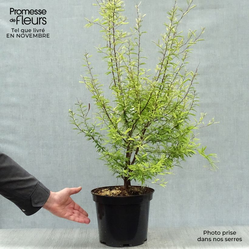 Amostra de Calliandra surinamensis Vaso de 7,5 L/10 L tal como entregue no outono