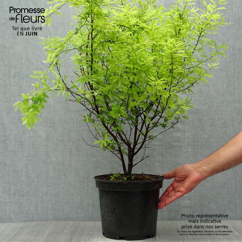 Amostra de Calliandra surinamensis Vaso de 7,5 L/10 L tal como entregue no verão