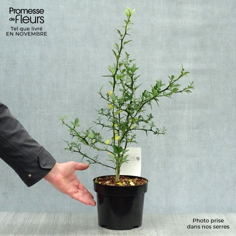 Amostra de Poncirus trifoliata Vaso de 3 L/4 L tal como entregue no outono