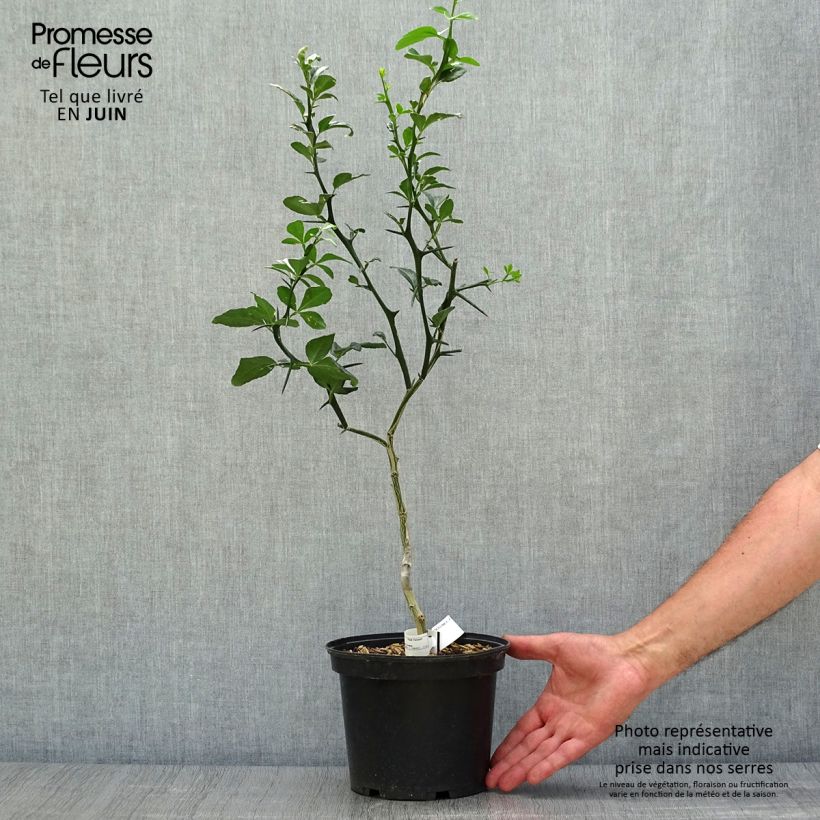 Amostra de Poncirus trifoliata Vaso de 3 L/4 L tal como entregue no verão