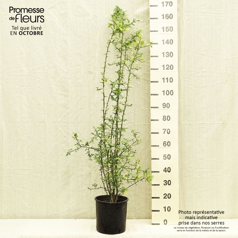 Amostra de Poncirus trifoliata Vaso de 7,5 L/10 L tal como entregue no outono