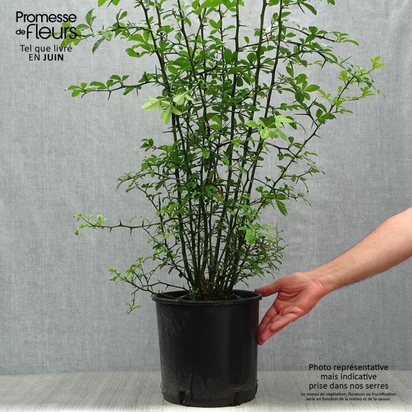 Amostra de Poncirus trifoliata Vaso de 7,5 L/10 L tal como entregue no verão