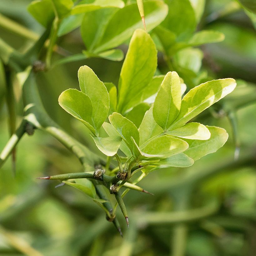 Poncirus trifoliata Flying Dragon (Folhagem)
