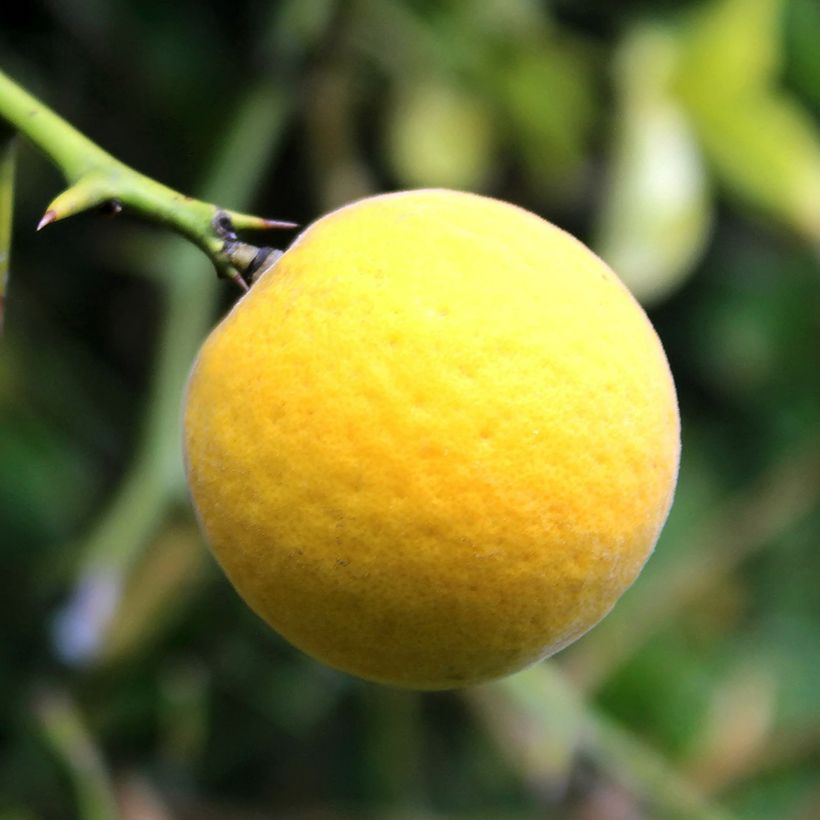 Poncirus trifoliata Flying Dragon (Colheita)