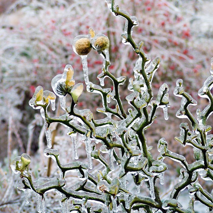 Poncirus trifoliata Flying Dragon (Hábito)