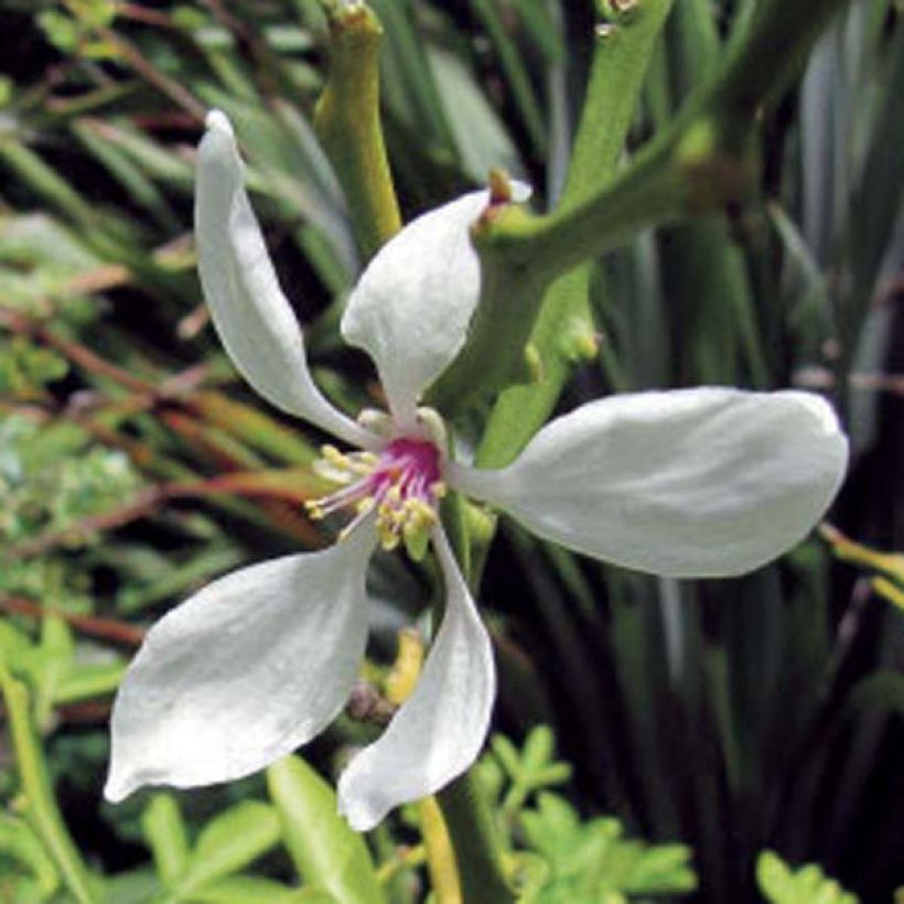 Poncirus trifoliata (Floração)