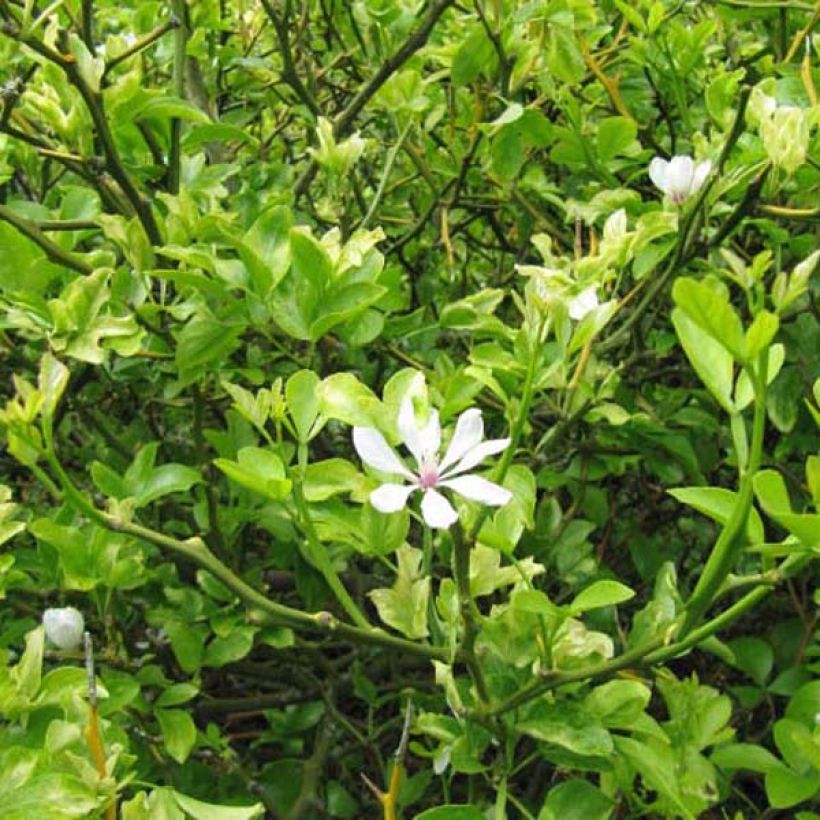 Poncirus trifoliata (Hábito)