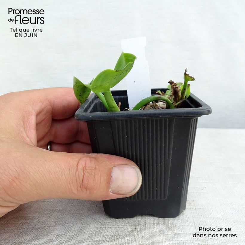 Amostra de Pontedéria cordata Vaso de 8/9 cm tal como entregue no verão