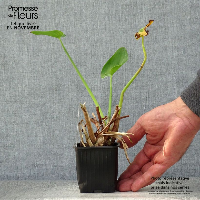Amostra de Pontedéria cordata Vaso de 8/9 cm tal como entregue no outono