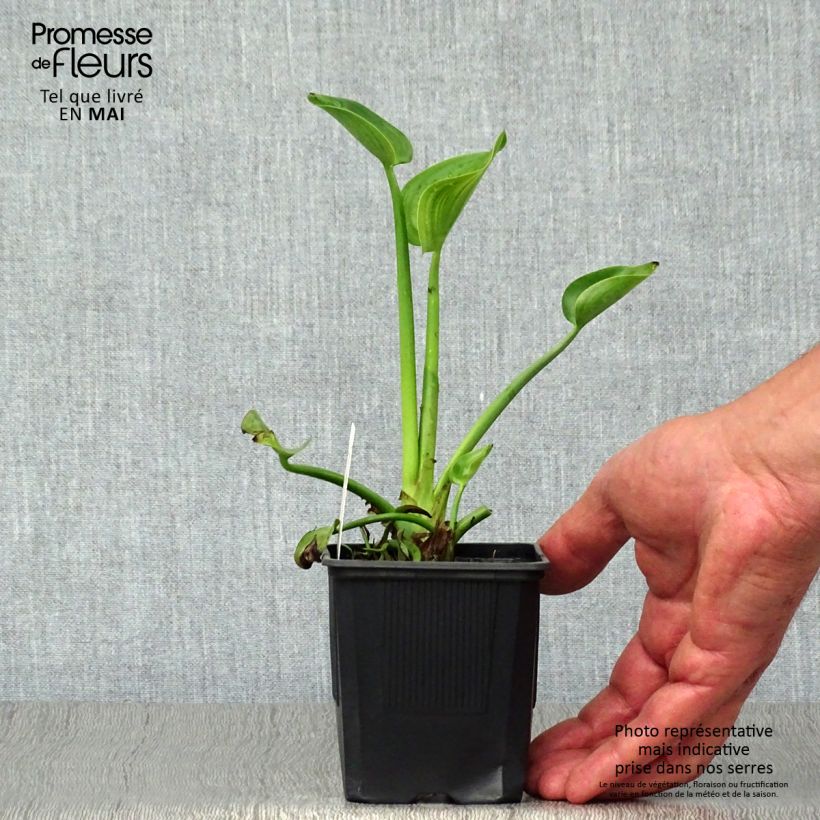 Amostra de Pontedéria cordata Vaso de 8/9 cm tal como entregue na primavera