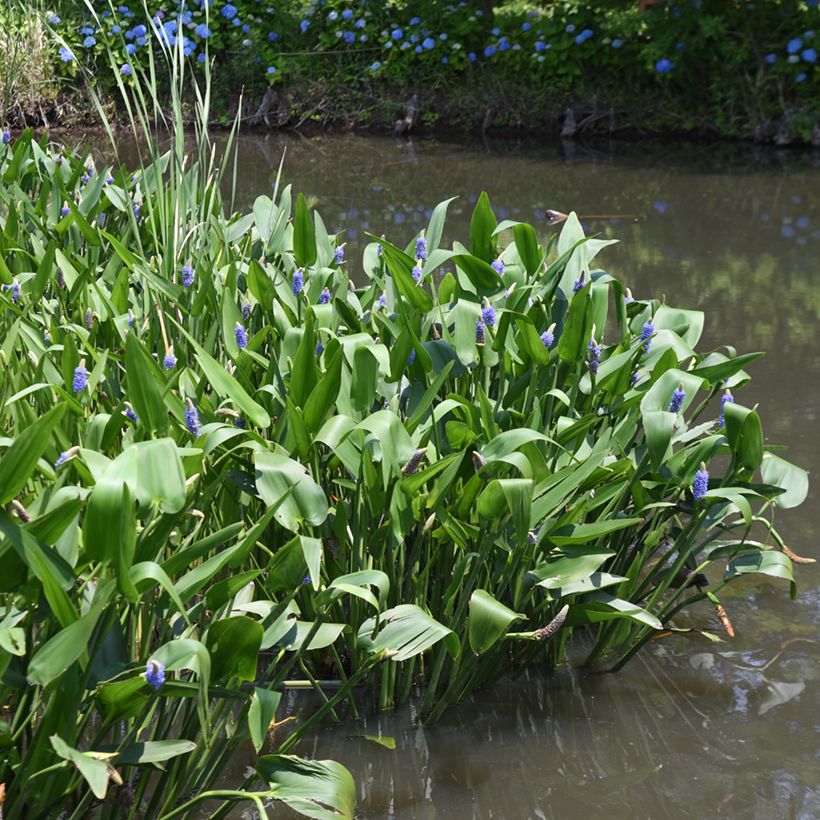 Pontedéria cordata (Hábito)