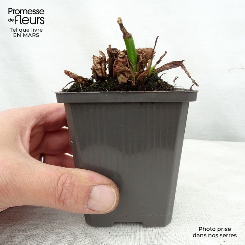 Amostra de Pontedéria cordata White Pike Vaso de 8/9 cm tal como entregue na primavera