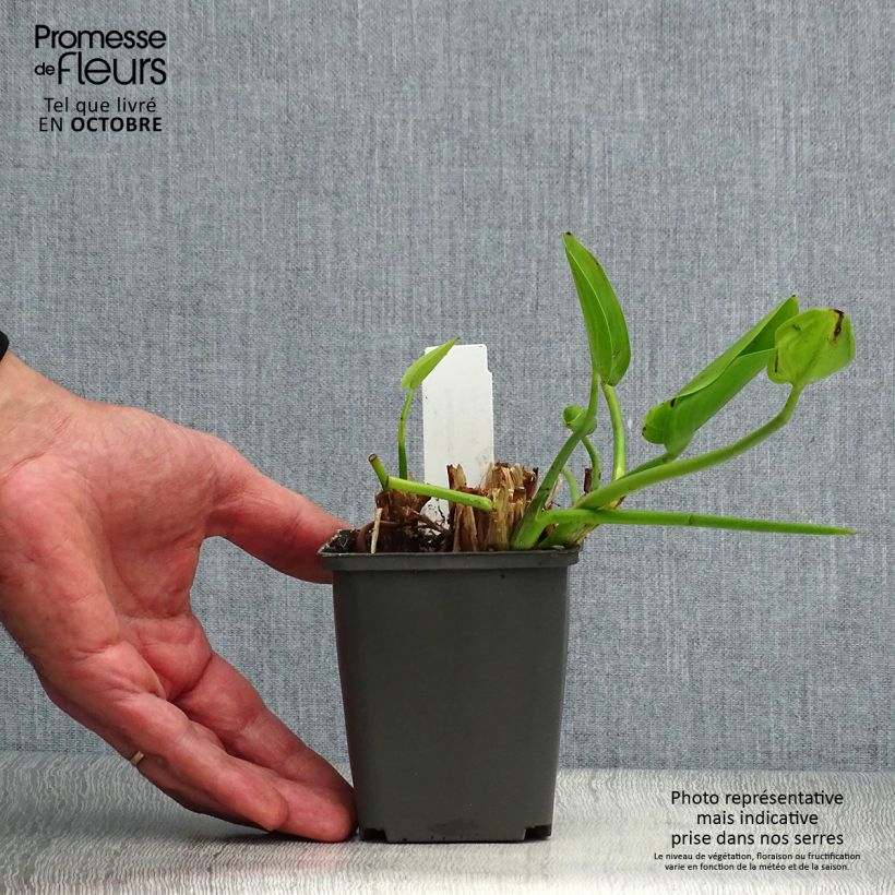 Amostra de Pontedéria cordata White Pike Vaso de 8/9 cm tal como entregue no outono