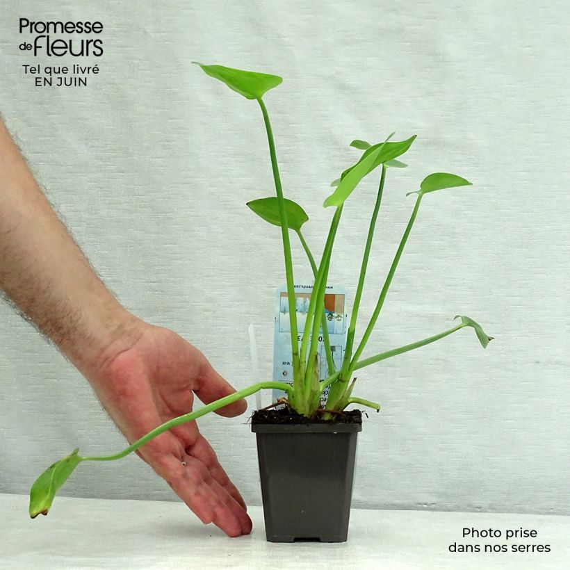 Amostra de Pontedéria cordata White Pike Vaso de 8/9 cm tal como entregue no verão