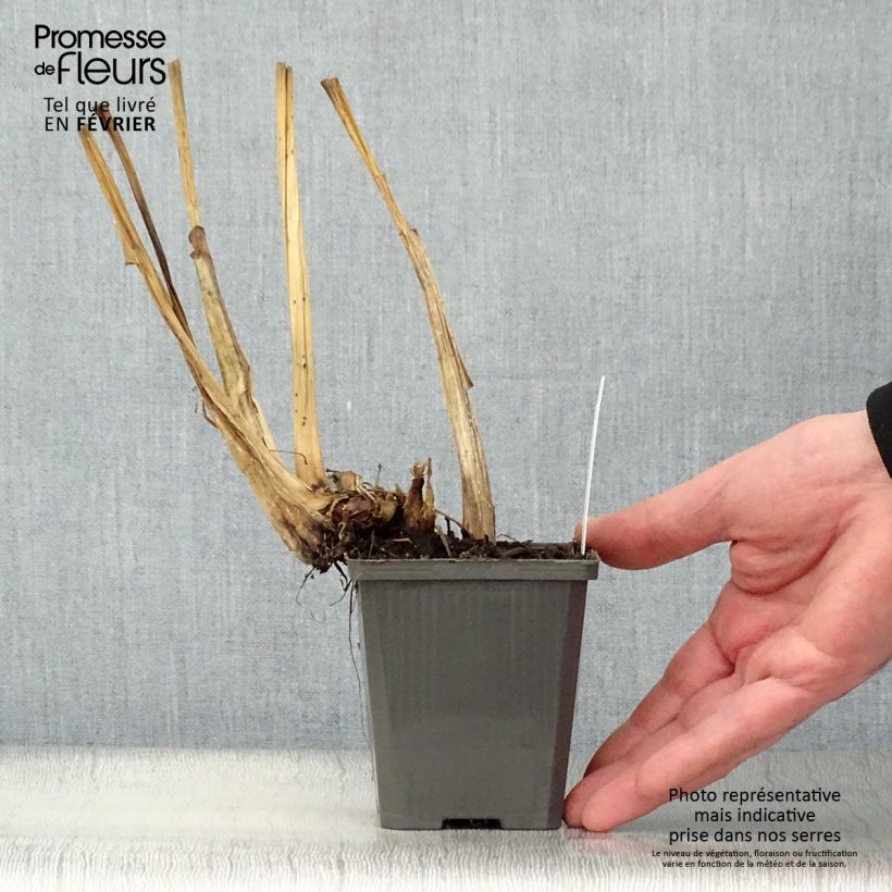 Amostra de Pontederia cordata  White Pike - Pontédérie à feuilles en coeur Vaso de 8/9 cm tal como entregue no inverno