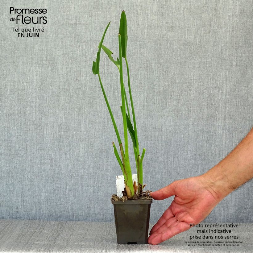 Amostra de Pontedéria lanceolata Vaso de 8/9 cm tal como entregue no verão