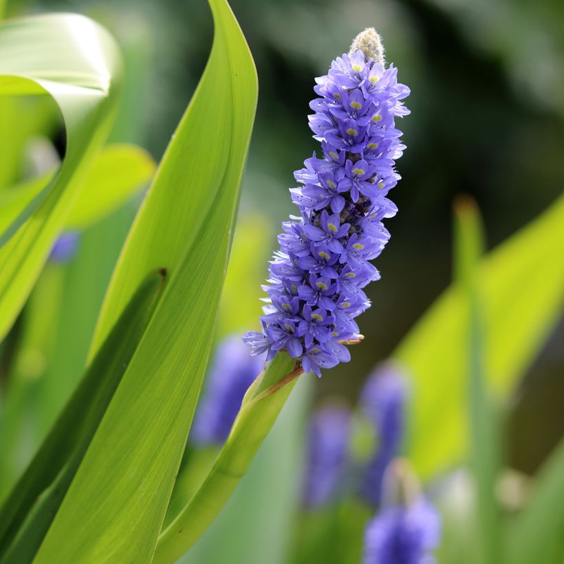 Pontedéria lanceolata (Floração)
