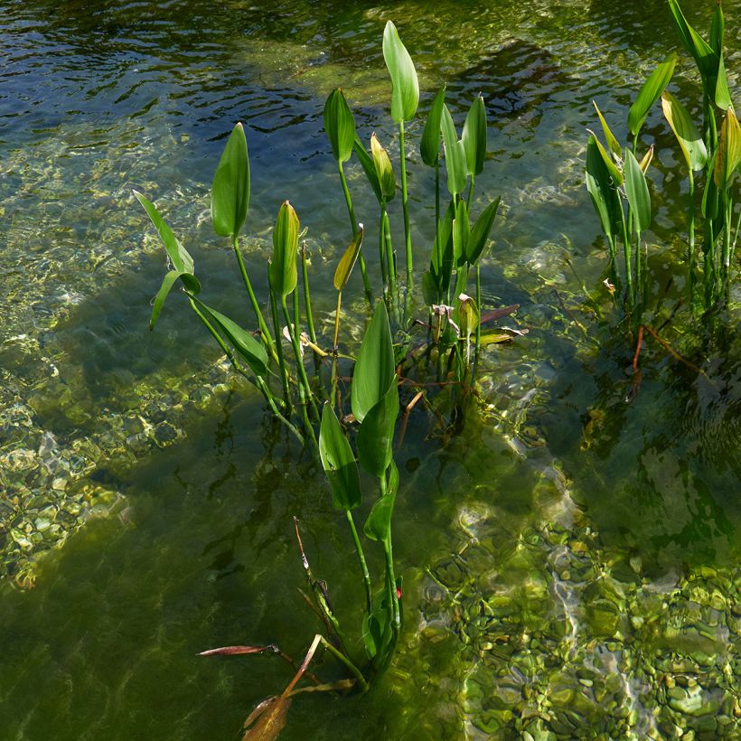 Pontedéria lanceolata (Hábito)
