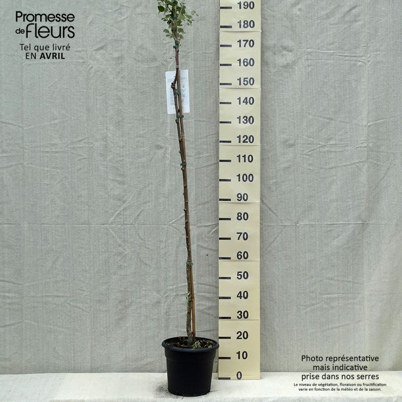 Amostra de Populus alba Vaso de 7,5 L/10 L tal como entregue na primavera