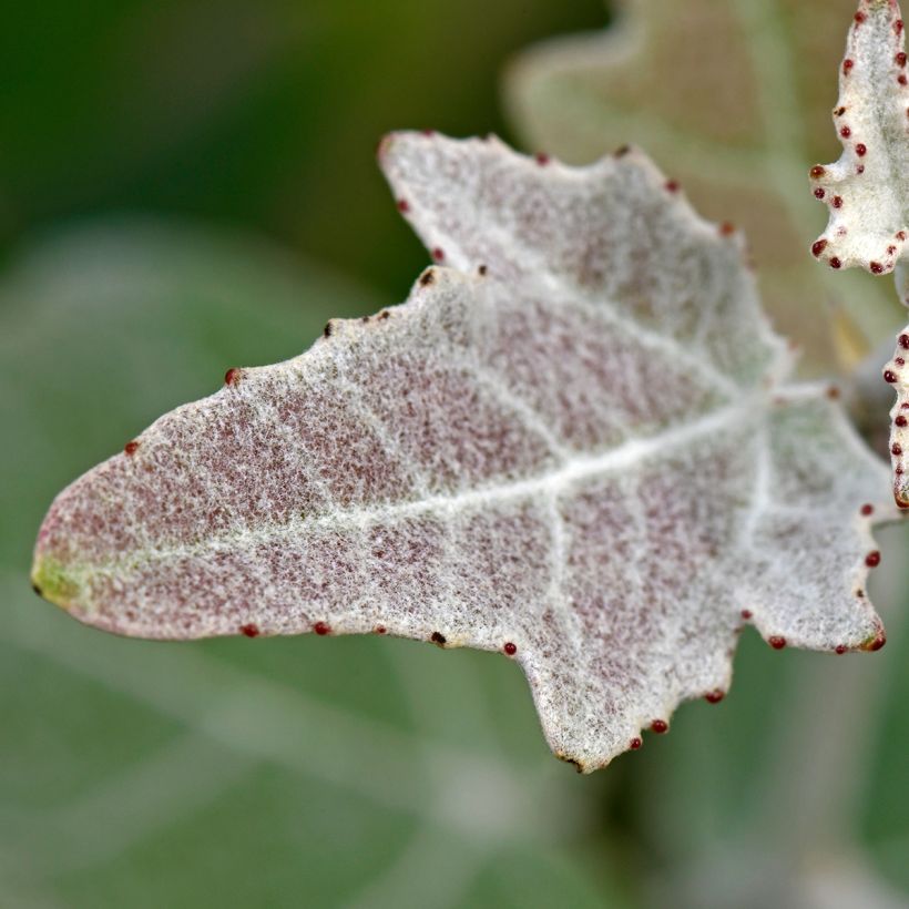 Populus alba (Folhagem)