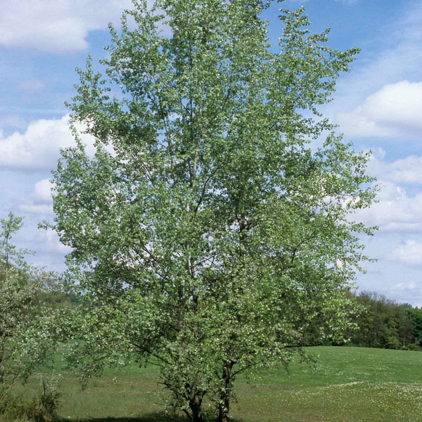 Populus alba (Hábito)