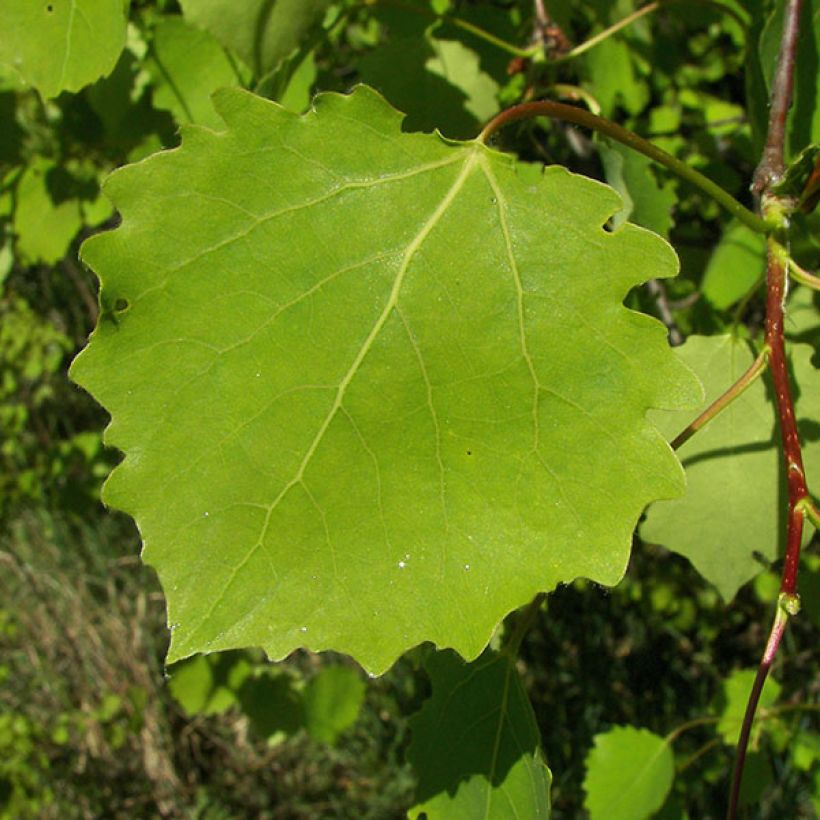Populus tremula (Folhagem)