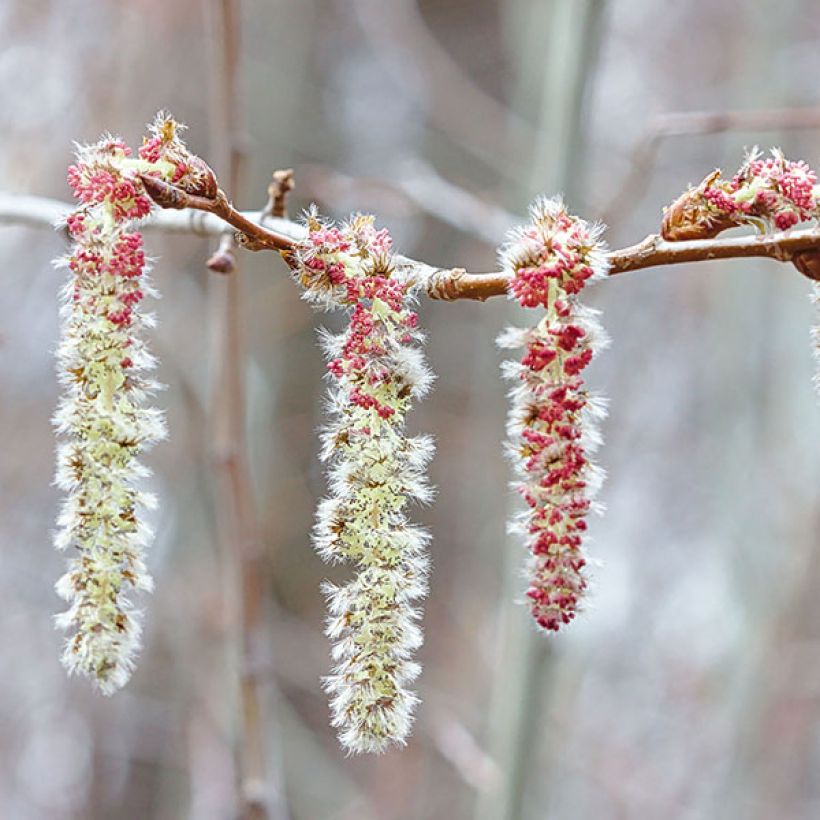 Populus tremula (Floração)
