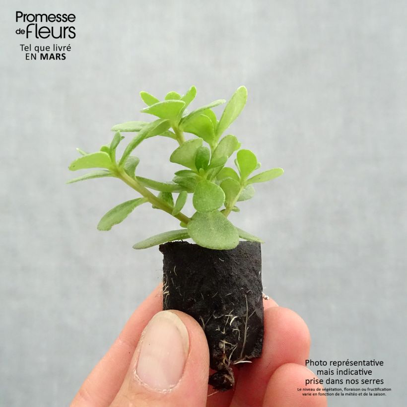 Amostra de Portulaca Pazzaz Nano Orange - Pourpier annuel Mini-motte Ø 3/4 cm tal como entregue na primavera