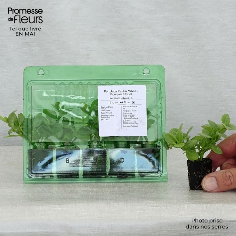 Amostra de Portulaca Pazzaz White - Pourpier annuel Mini-motte Ø 3/4 cm tal como entregue na primavera