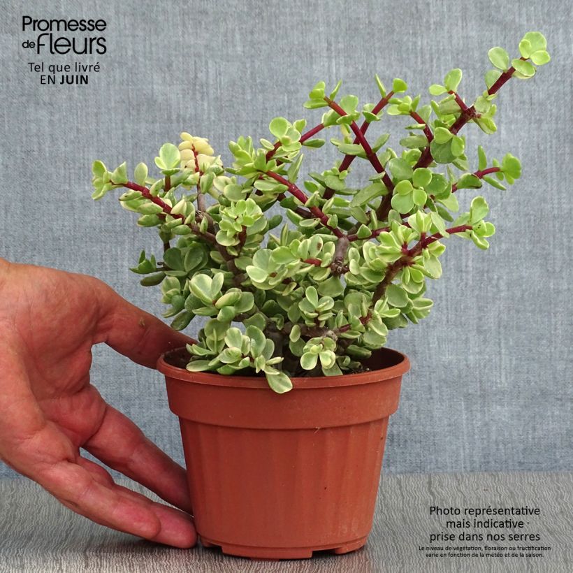 Amostra de Arbusto-elefante Variegata - Portulacaria afra Vaso de 12 cm/13 cm tal como entregue no verão