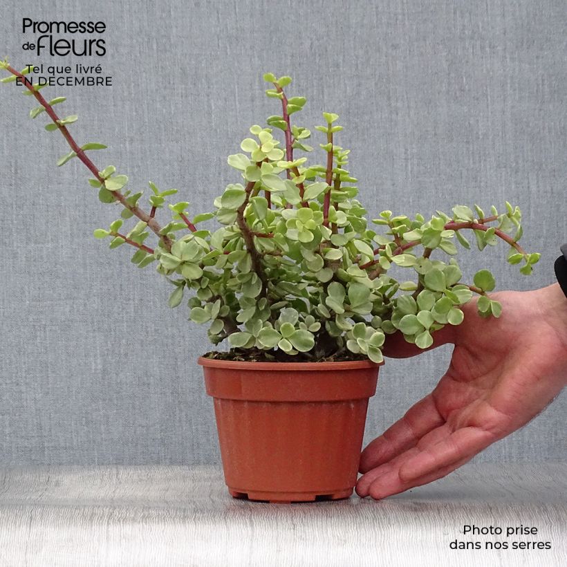 Amostra de Arbusto-elefante Variegata - Portulacaria afra Vaso de 12 cm/13 cm tal como entregue no inverno