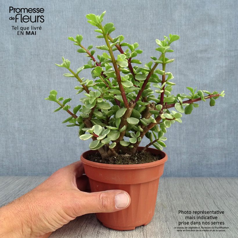 Amostra de Arbusto-elefante Variegata - Portulacaria afra Vaso de 12 cm/13 cm tal como entregue na primavera