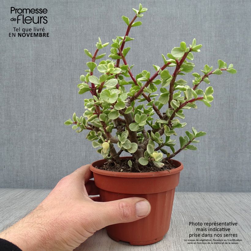 Amostra de Arbusto-elefante Variegata - Portulacaria afra Vaso de 12 cm/13 cm tal como entregue no outono